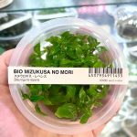 ADA Staurogyne repens