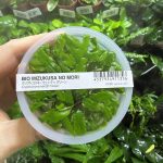 ADA Cryptocoryne wendtii 'Green'