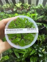 ADA Cryptocoryne wendtii 'Green'