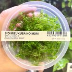 ADA Rotala  'Green'