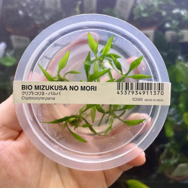 ADA Cryptocoryne parva