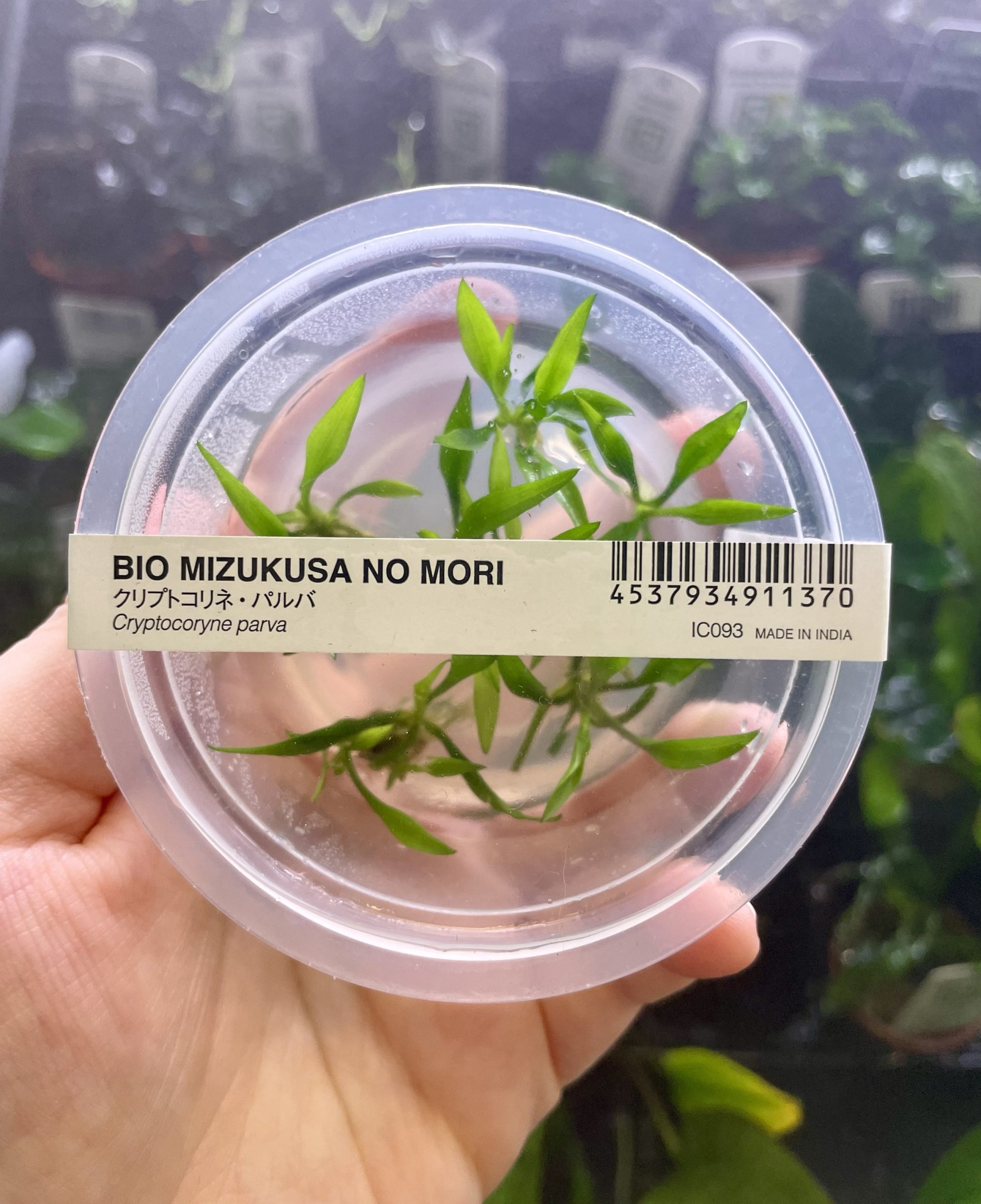 img_1692 ADA Cryptocoryne parva - Image 1