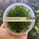 ADA Limnophila Aromatica Mini