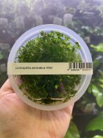 ADA Limnophila Aromatica Mini