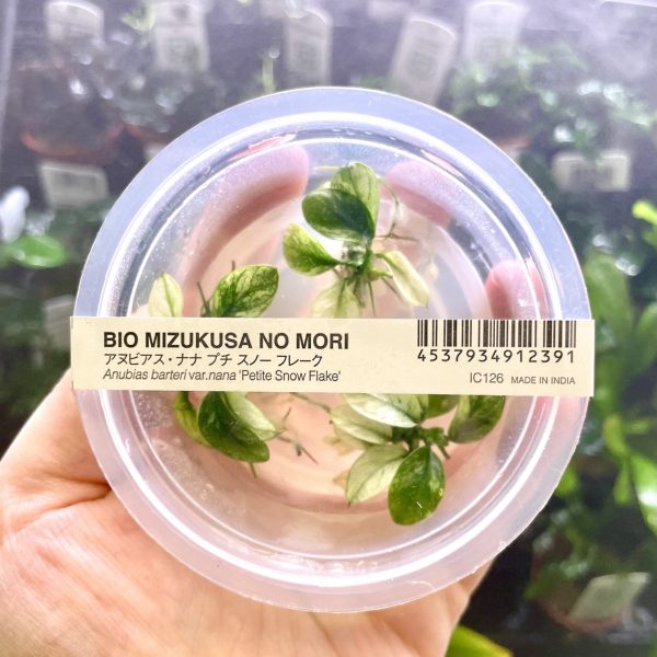 ADA Anubias barteri var. nana 'Snow Flake'