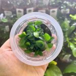 ADA/stillwater aquatics Anubias barteri var. nana 'Petite'