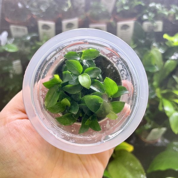 ADA/stillwater aquatics Anubias barteri var. nana 'Petite'