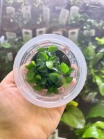 ADA/stillwater aquatics Anubias barteri var. nana 'Petite'