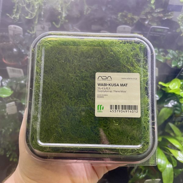 ADA Taxiphyllum flame moss Wabi-Kusa Mat