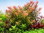 EA Rotala Ceylon - Image 2