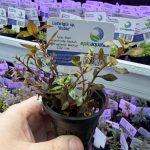 EA Ludwigia sp Rubin