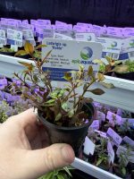 EA Ludwigia sp Rubin