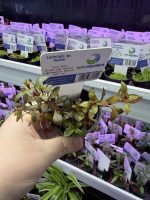 EA Ludwigia sp Rubin - Image 2