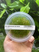 ADA Taxiphyllum barbieri