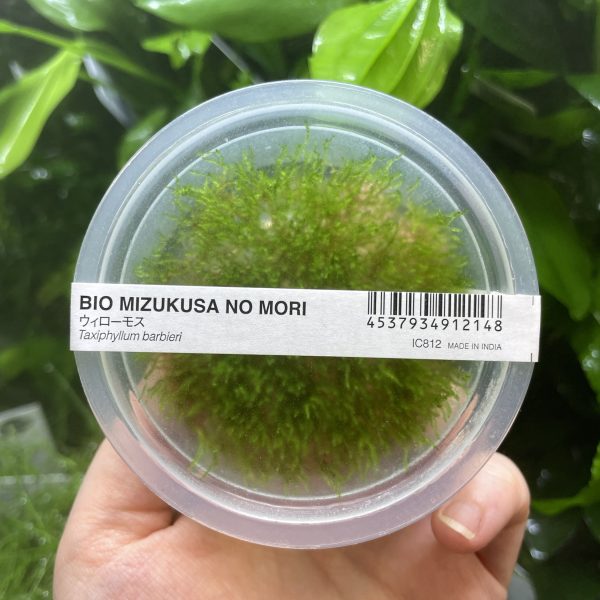 ADA Taxiphyllum barbieri