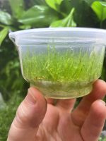 ADA Taxiphyllum barbieri - Image 2