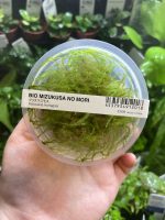 ADA Vesicularia montagnei 'Christmas moss'