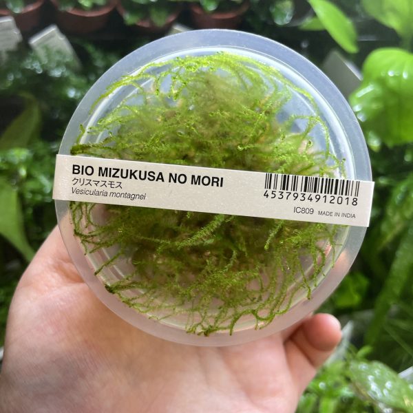 ADA Vesicularia montagnei 'Christmas moss'