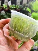 ADA Vesicularia montagnei 'Christmas moss' - Image 2