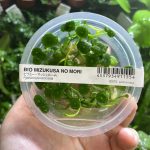 ADA Hydrocotyle verticillata