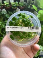 ADA Hydrocotyle verticillata