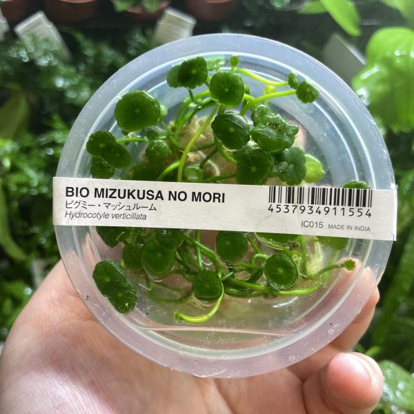 ADA Hydrocotyle verticillata