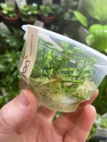 ADA Hydrocotyle verticillata - Image 3