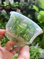 ADA Hydrocotyle verticillata - Image 2