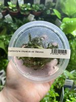 ADA Cryptocoryne crispatula var 'Balansae'