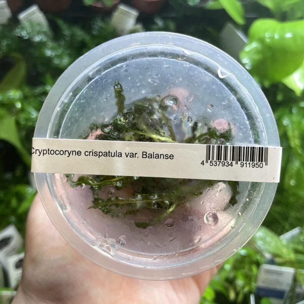 ADA Cryptocoryne crispatula var 'Balansae'