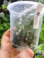 ADA Cryptocoryne crispatula var 'Balansae' - Image 2