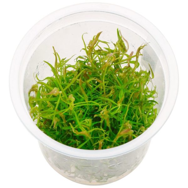 ADA Pogostemon stellatus 'Dassen'