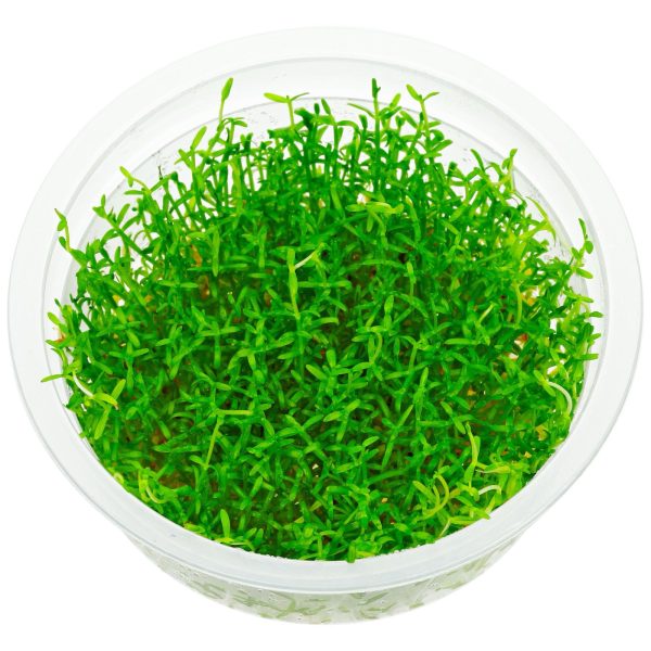 ADA Microcarpea minima merrill