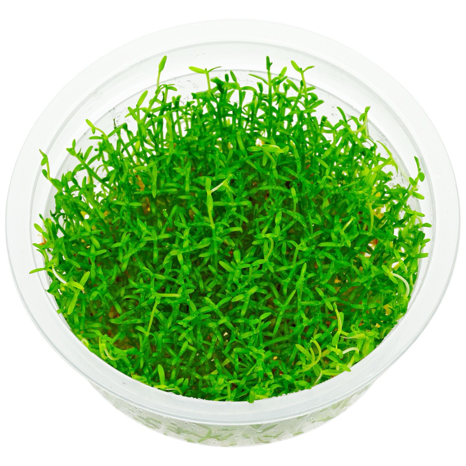 img_3063 ADA Microcarpea minima merrill - Image 1