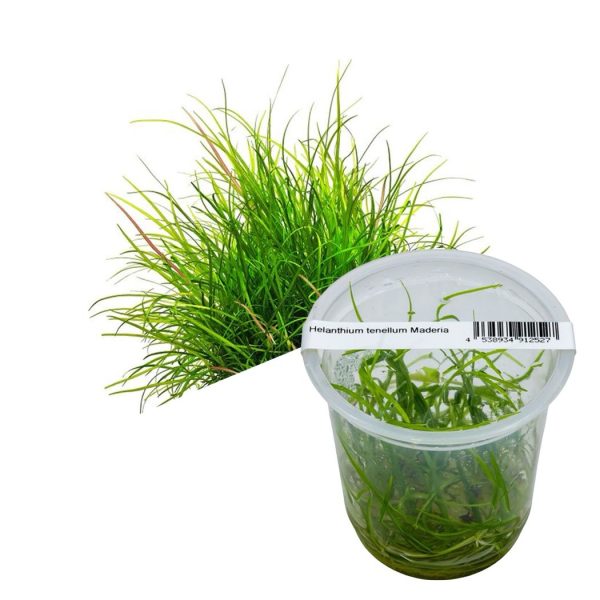 ADA Helanthium tenellum Madeira