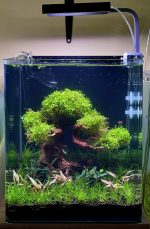 EA Eleocharis Parvula (dwarf hairgrass) - Image 2