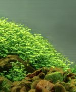 EA Hydroctyle Tripartita - Image 3
