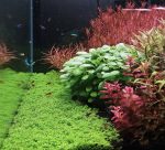 EA Hemianthus Callitrichoides HC - Image 2