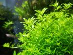 EA Hemianthus microthermoides - Image 2