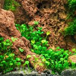 EA Marsilea Hirsuta - Image 2