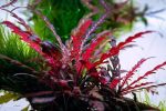 EA Hygrophila Pinatifida - Image 3