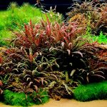 EA Hygrophila Pinatifida - Image 2