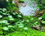 EA Hydrocotyle Verticulata - Image 2