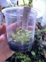 ADA Begonia vankerckhovenii - Image 2