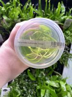 ADA Nymphoides Hydrophylla Taiwan