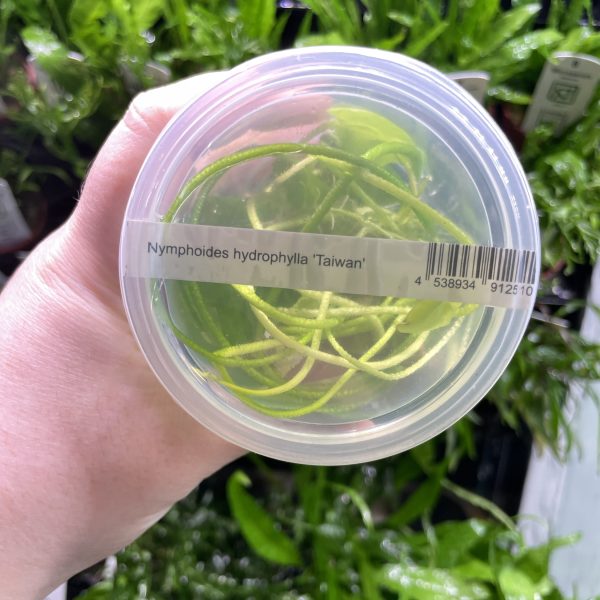 ADA Nymphoides Hydrophylla Taiwan