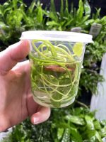 ADA Nymphoides Hydrophylla Taiwan - Image 2