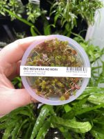 ADA Ludwigia super red