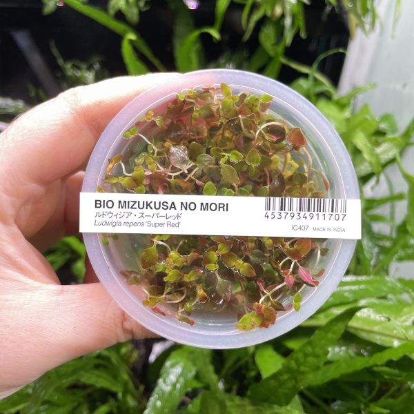 ADA Ludwigia super red