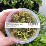 ADA Rotala macrandra Green